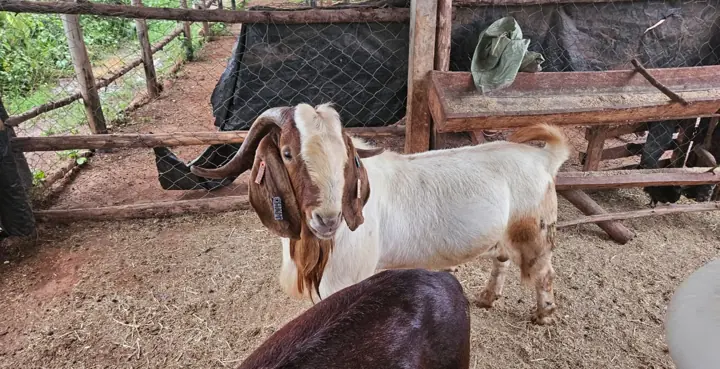 A white and brown Boer goat in its pen
