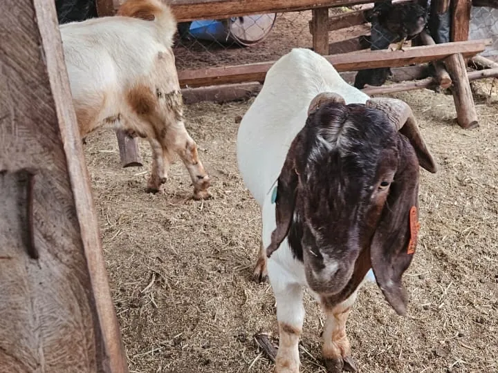 A young Boer goat with a dark brown head in the pen