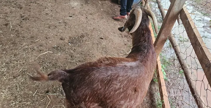 A brown goat resting against the pen fence