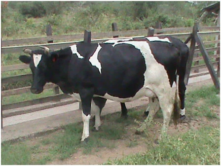 A black and white Friesian dairy cow standing by a wooden fence