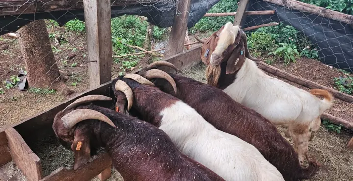 Boer goats feeding together at a wooden trough