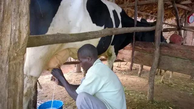 A farmer milking a black and white dairy cow by hand into a blue bucket