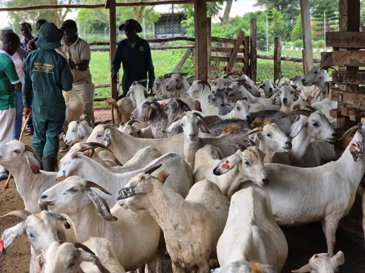Farm staff in green overalls working among the herd